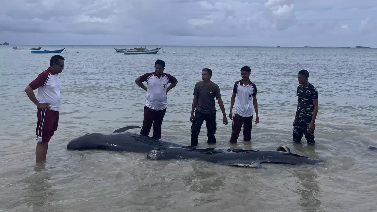 Puluhan Paus Pilot Terdampar Massal di Rote Ndao, 21 Ekor Mati dan Dikubur di Pantai