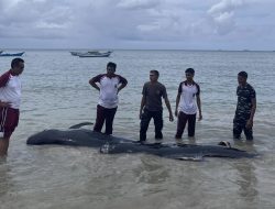 Puluhan Paus Pilot Terdampar Massal di Rote Ndao, 21 Ekor Mati dan Dikubur di Pantai